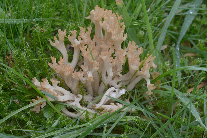 Clavulinopsis umbrinella